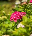 Bauernhortensie 'Freudenstein' - Hydrangea macrophylla 'Freudenstein'