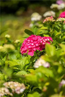 Bauernhortensie 'Freudenstein' - Hydrangea macrophylla 'Freudenstein'