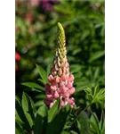 Garten-Lupine - Lupinus polyphyllus 'Schlossfrau'