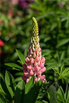 Garten-Lupine - Lupinus polyphyllus 'Schlossfrau'