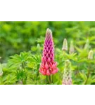 Garten-Lupine - Lupinus polyphyllus 'Schlossfrau'