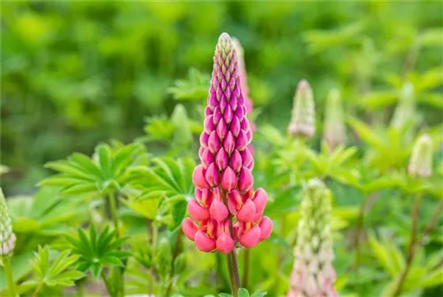 Garten-Lupine - Lupinus polyphyllus 'Schlossfrau'