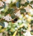 Burkwoods Duftblüte - Osmanthus burkwoodii - Formgehölze