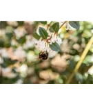 Burkwoods Duftblüte - Osmanthus burkwoodii - Formgehölze