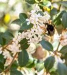 Burkwoods Duftblüte - Osmanthus burkwoodii - Formgehölze