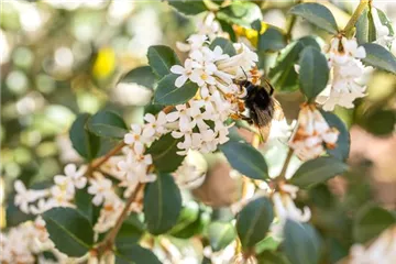 Osmanthus - Duftblüte