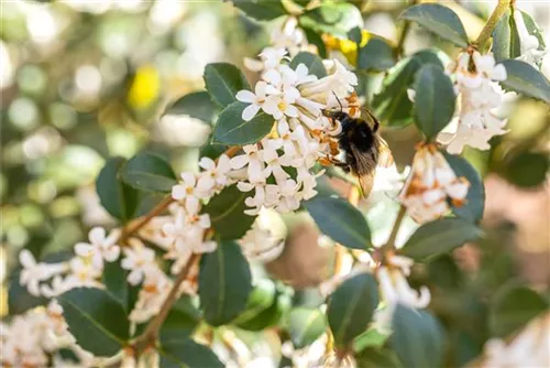 Burkwoods Duftblüte - Osmanthus burkwoodii - Formgehölze