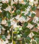 Burkwoods Duftblüte - Osmanthus burkwoodii - Formgehölze