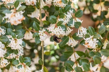 Osmanthus - Duftblüte