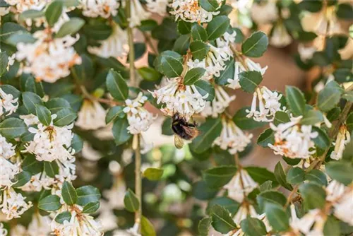 Burkwoods Duftblüte - Osmanthus burkwoodii - Formgehölze