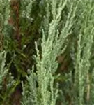 Virginischer Wacholder 'Blue Arrow' - Juniperus scopulorum 'Blue Arrow' - Heckenpflanzen