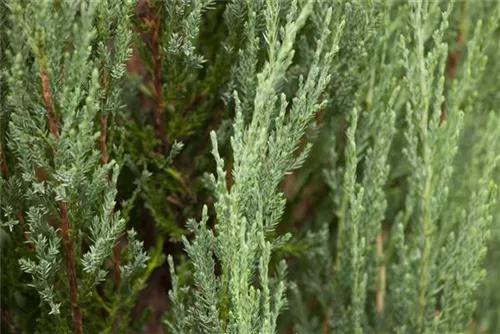 Virginischer Wacholder 'Blue Arrow' - Juniperus scopulorum 'Blue Arrow' - Heckenpflanzen