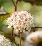 Fasanenspiere 'Red Baron' - Physocarpus opulifolius 'Red Baron'