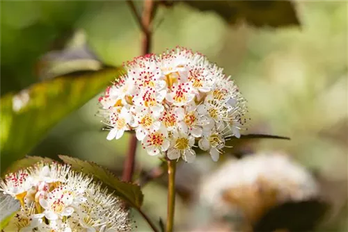 Fasanenspiere 'Red Baron' - Physocarpus opulifolius 'Red Baron'