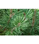 Pinie - Pinus pinea - Formgehölze