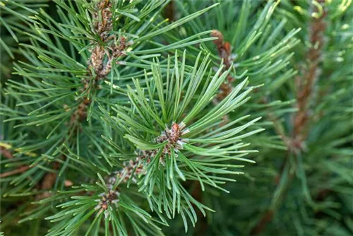 Pinie - Pinus pinea - Formgehölze