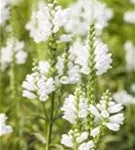 Garten-Gelenkblume - Physostegia virginiana 'Alba'