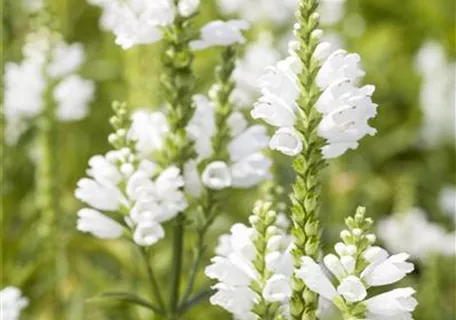 Physostegia virginiana 'Alba' - Garten-Gelenkblume