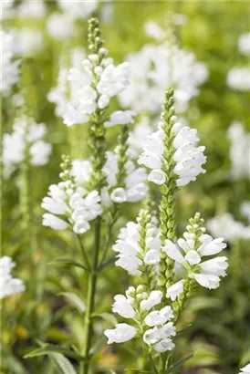 Garten-Gelenkblume - Physostegia virginiana 'Alba'