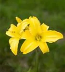 Garten-Taglilie - Hemerocallis x cult.'Maikönigin'