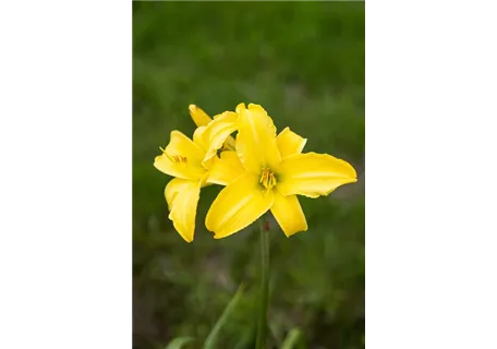 Hemerocallis x cult.'Corky' - Garten-Taglilie