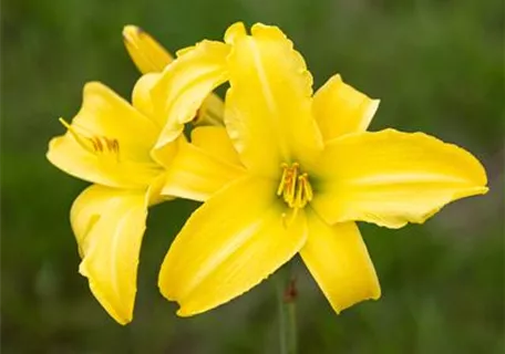 Hemerocallis x cult.'Maikönigin' - Garten-Taglilie