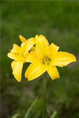 Garten-Taglilie - Hemerocallis x cult.'Corky'