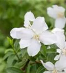 Gartenjasmin 'Dame Blanche' - Philadelphus 'Dame Blanche' - Wildgehölze