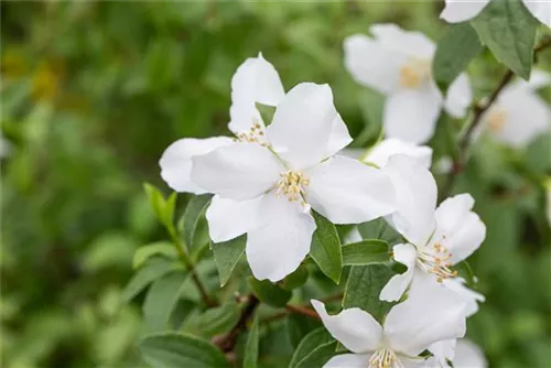 Gartenjasmin 'Dame Blanche' - Philadelphus 'Dame Blanche' - Wildgehölze