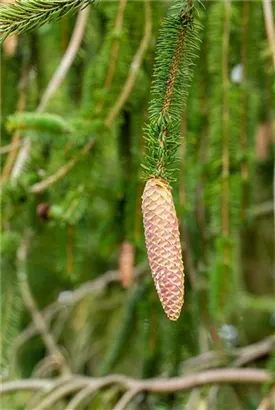 Rotfichte - Picea abies