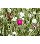 Garten-Vexiernelke - Lychnis coronaria 'Alba'