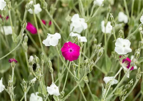 Garten-Vexiernelke - Lychnis coronaria 'Alba'