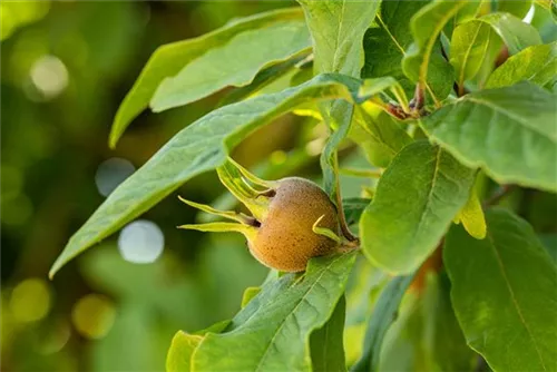 Mispel - Mespilus germanica - Formgehölze