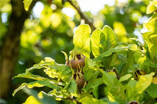 Mispel - Mespilus germanica - Formgehölze