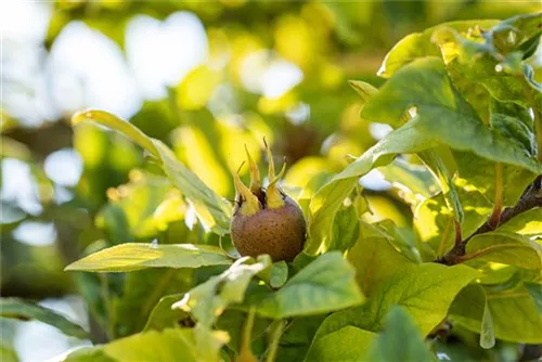 Mispel - Mespilus germanica - Formgehölze