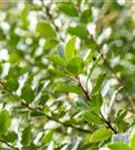 Fruchtende Stechpalme 'Blue Princess' -R- - Ilex meserveae 'Blue Princess' -R-