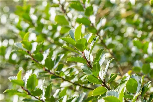 Fruchtende Stechpalme 'Blue Princess' -R- - Ilex meserveae 'Blue Princess' -R-