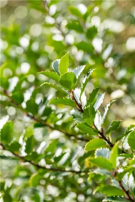 Fruchtende Stechpalme 'Blue Princess' -R- - Ilex meserveae 'Blue Princess' -R-