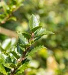 Fruchtende Stechpalme 'Blue Princess' -R- - Ilex meserveae 'Blue Princess' -R-