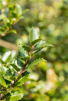 Fruchtende Stechpalme 'Blue Princess' -R- - Ilex meserveae 'Blue Princess' -R-