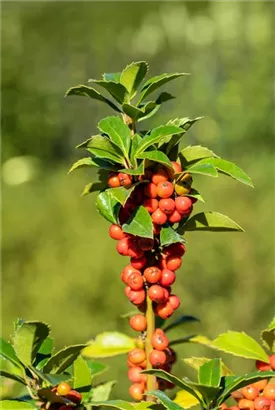 Stechpalme 'Heckenfee' -S- - Ilex meserveae 'Heckenfee' -S-