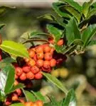 Stechpalme 'Heckenfee' -S- - Ilex meserveae 'Heckenfee' -S-