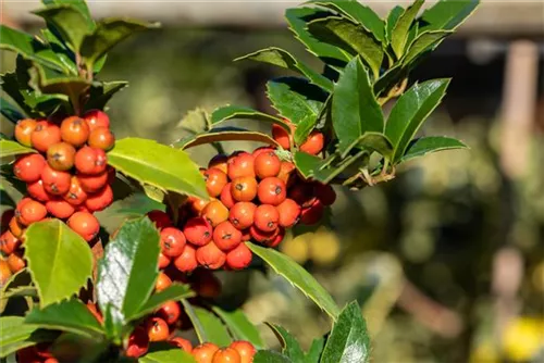 Stechpalme 'Heckenfee' -S- - Ilex meserveae 'Heckenfee' -S-