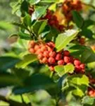 Stechpalme 'Heckenfee' -S- - Ilex meserveae 'Heckenfee' -S-