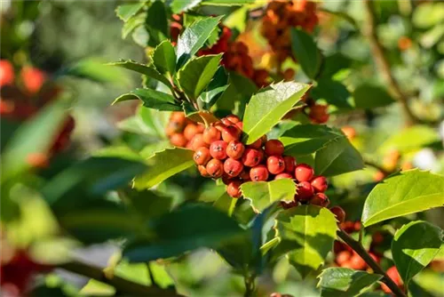 Stechpalme 'Heckenfee' -S- - Ilex meserveae 'Heckenfee' -S-