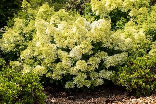 Rispenhortensie 'Bobo' - Hydrangea paniculata 'Bobo'