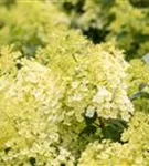 Rispenhortensie 'Bobo' - Hydrangea paniculata 'Bobo'