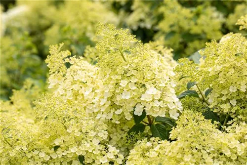 Rispenhortensie 'Bobo' - Hydrangea paniculata 'Bobo'