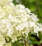 Rispenhortensie 'Bobo' - Hydrangea paniculata 'Bobo'