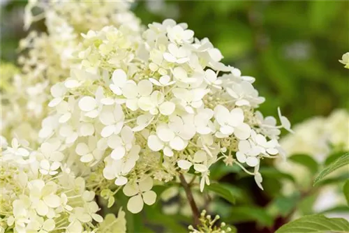 Rispenhortensie 'Bobo' - Hydrangea paniculata 'Bobo'